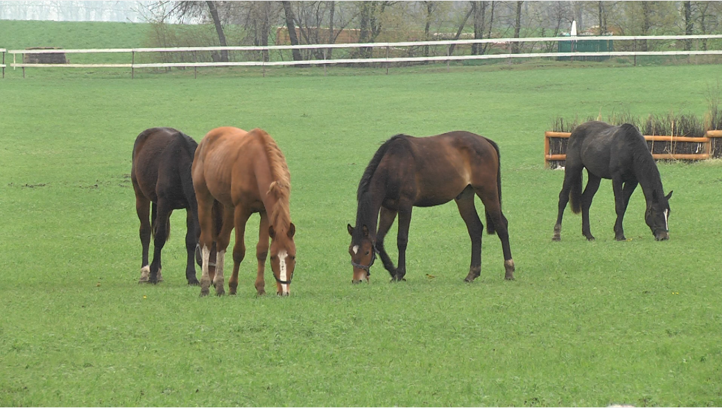 П’ятеро коней вже поїхали до Тернополя, шестеро — у Дніпрі